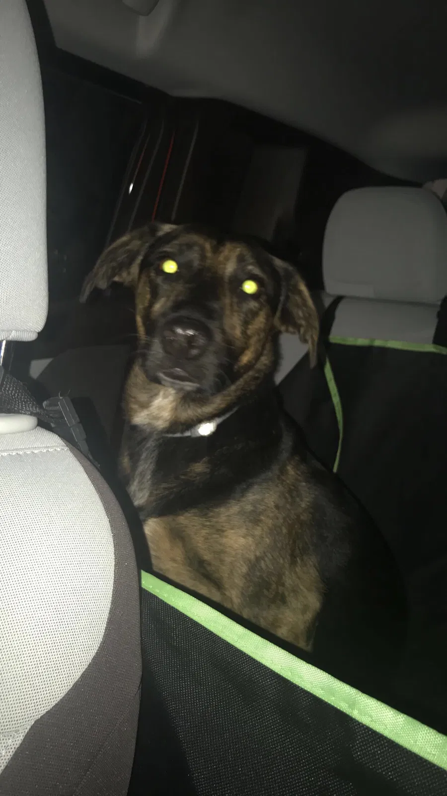Lost dog in Centreville, VA, 20121