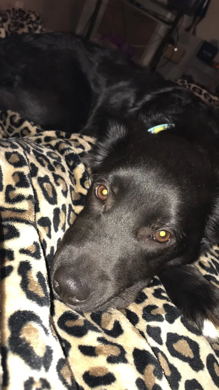 Lost dog in Lubbock, TX, 79412