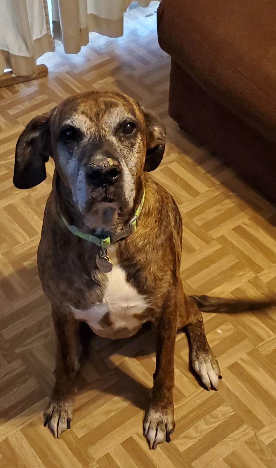 Lost dog in San Antonio, TX, 78233