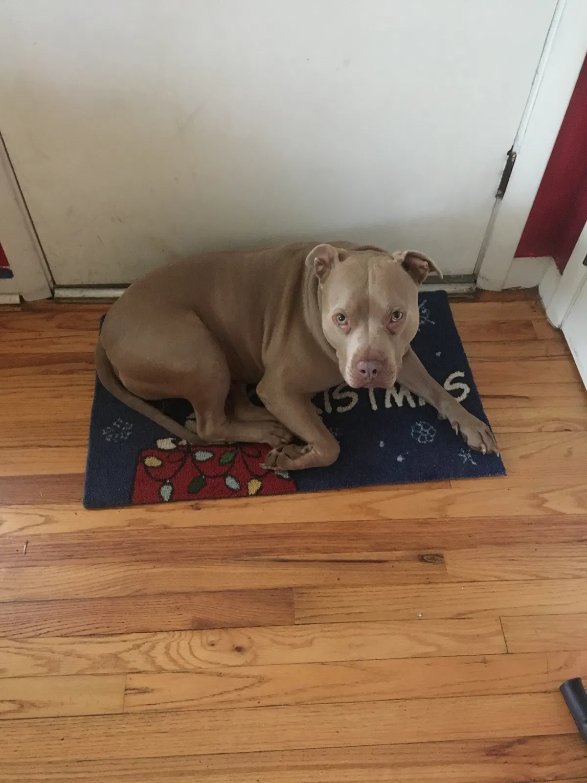 Lost dog in Bowling Green, KY, 42101