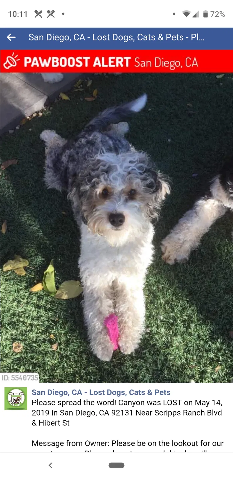 Lost dog in San Diego, CA, 92131