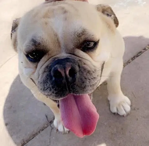 Lost dog in Wichita, KS, 67203