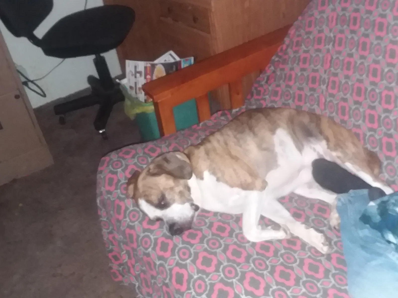 Lost dog in Cedar Hill, TN, 37032