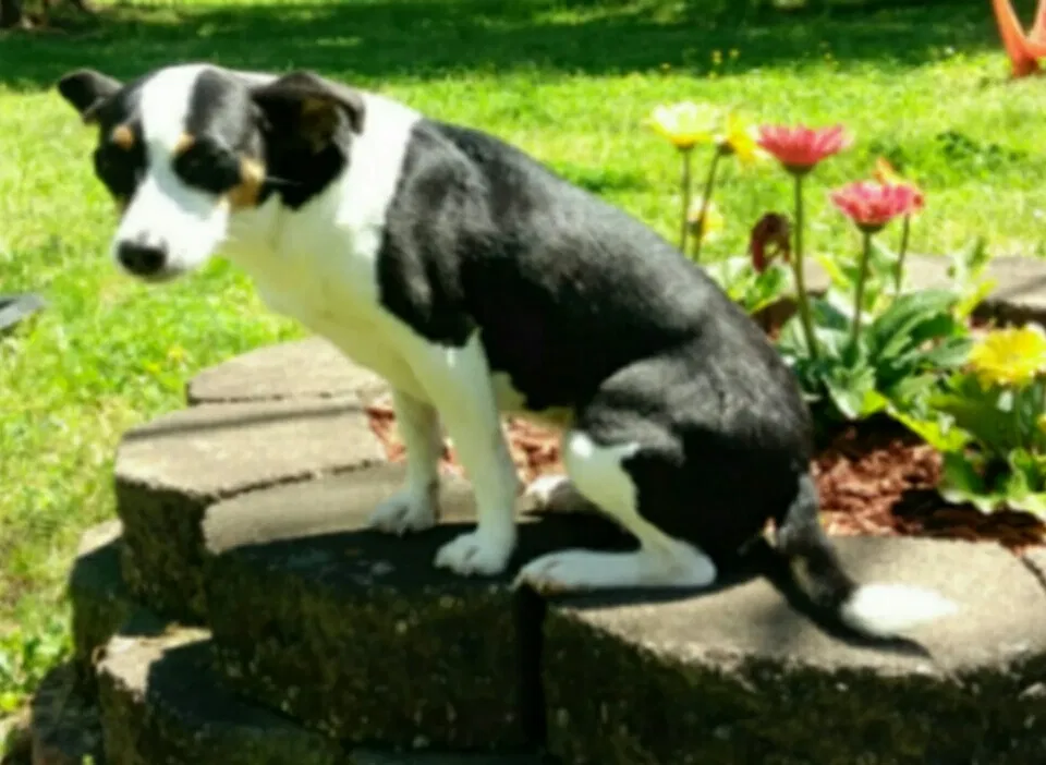 Lost dog in Henderson, NC, 27537