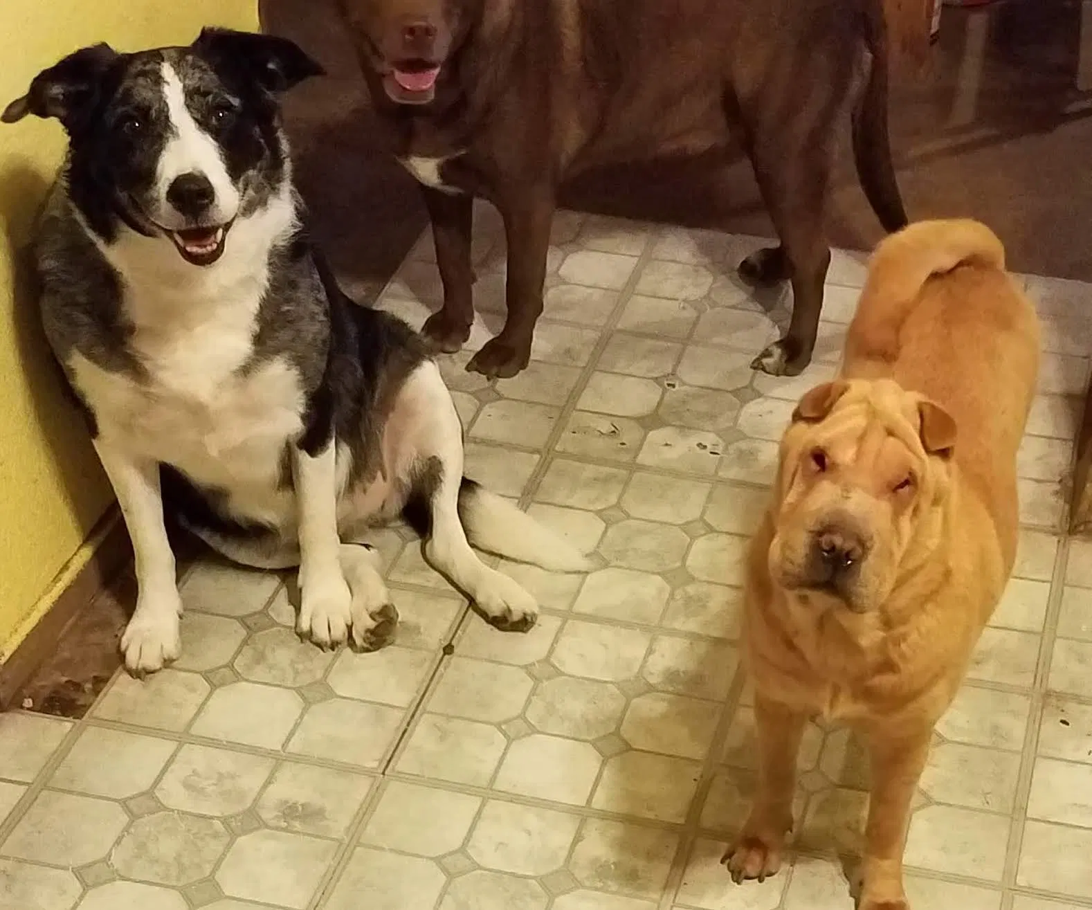 Lost dog in Lubbock, TX, 79403