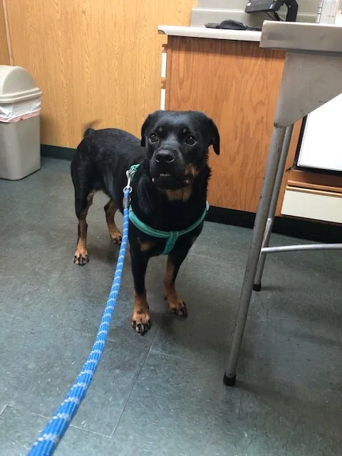 Lost dog in Portland, OR, 97266