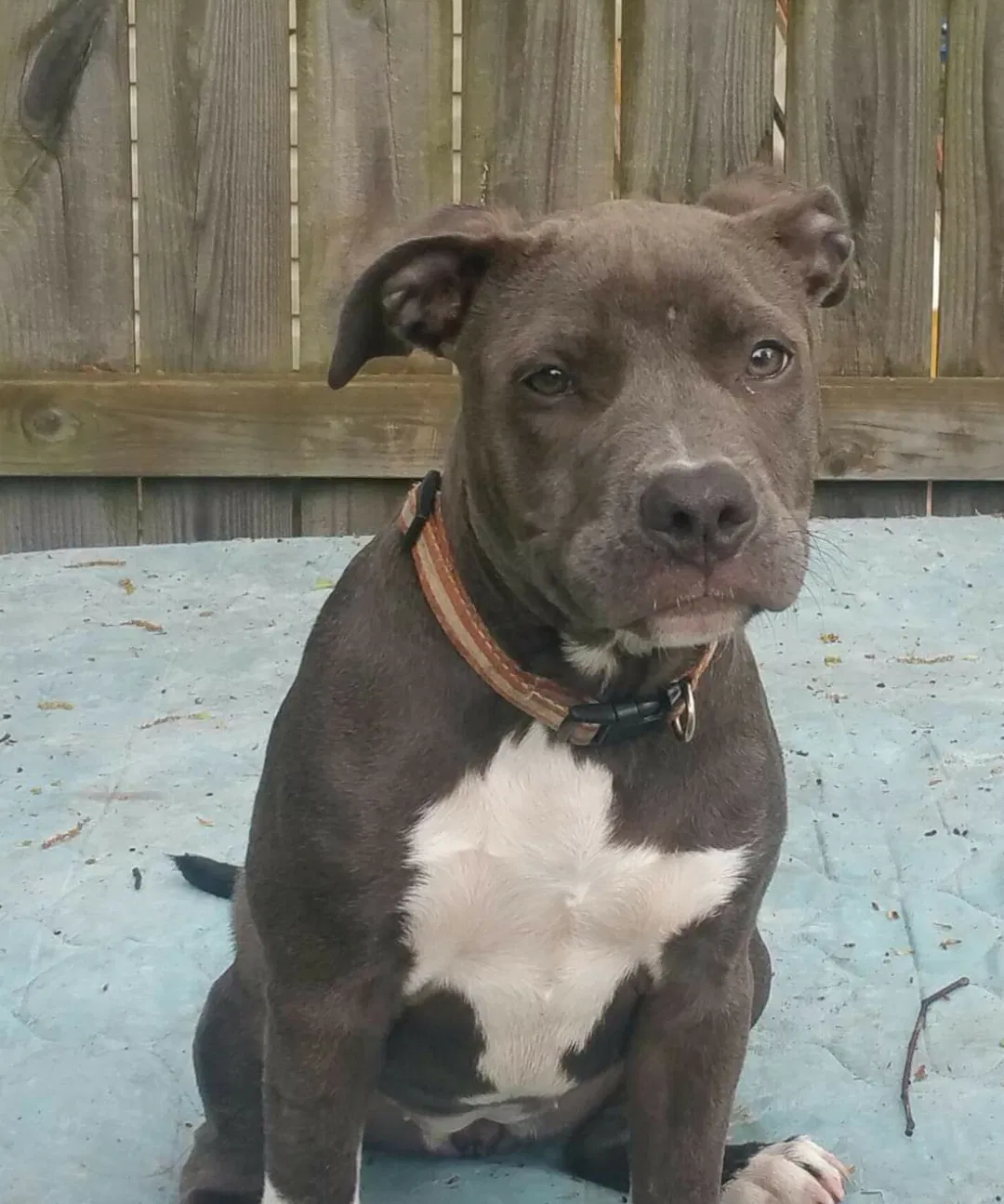 Lost dog in Millington, TN, 38053