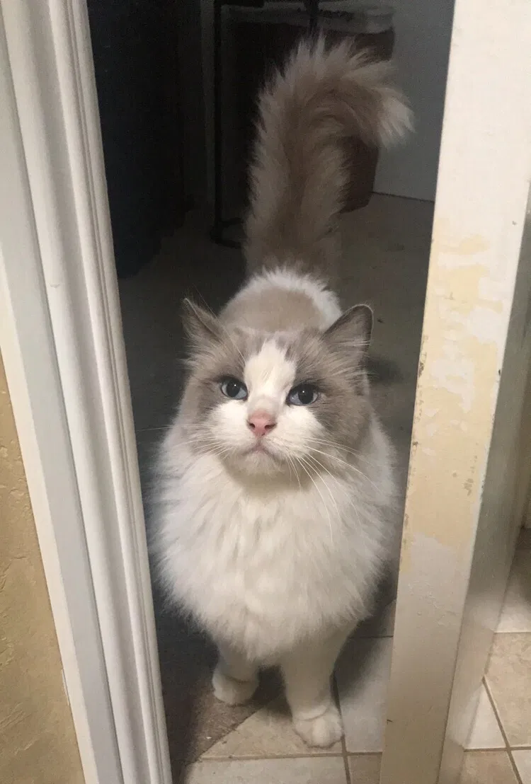 Lost cat in Santa Barbara, CA, 93105