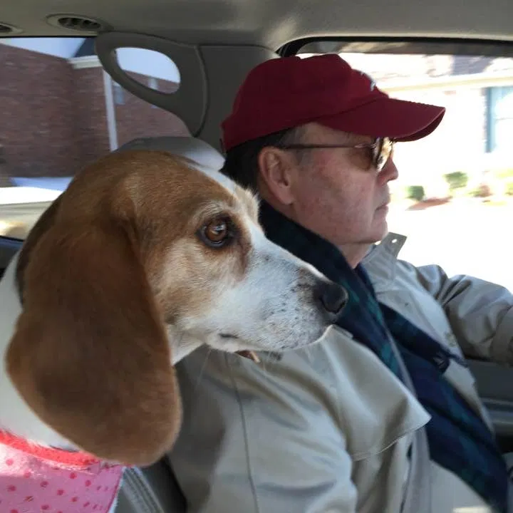Lost dog in Sherwood, AR, 72120