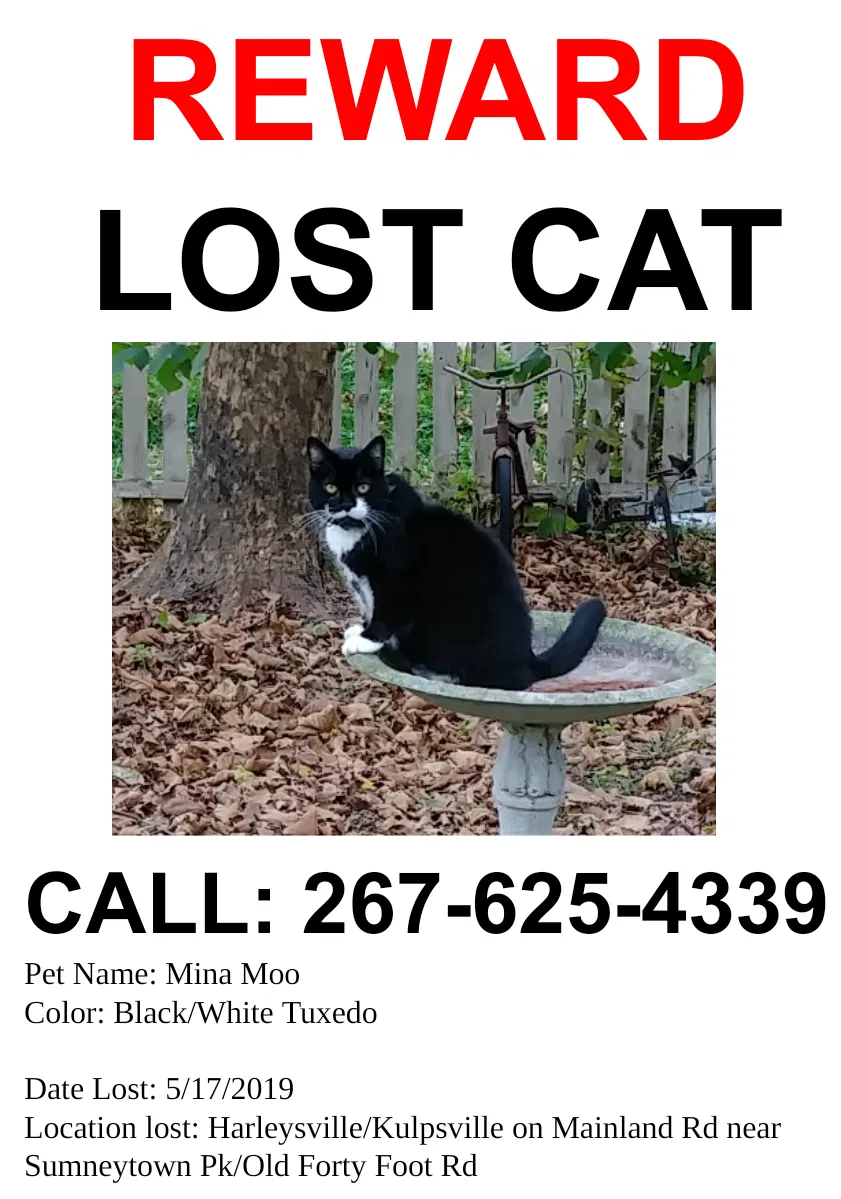 Lost cat in Harleysville, PA, 19438