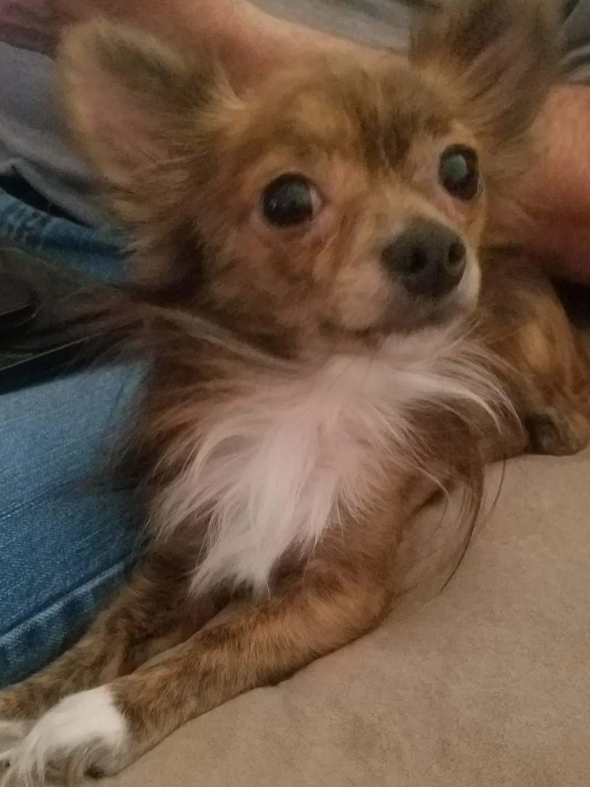 Lost dog in Rincon, GA, 31326