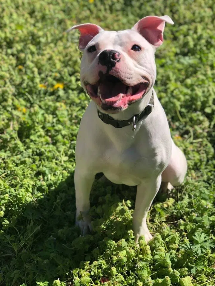 Lost dog in Kansas City, MO, 64124