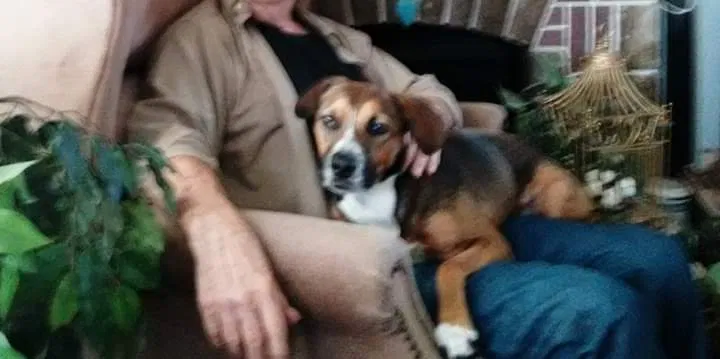 Lost dog in Dundalk, MD, 21222