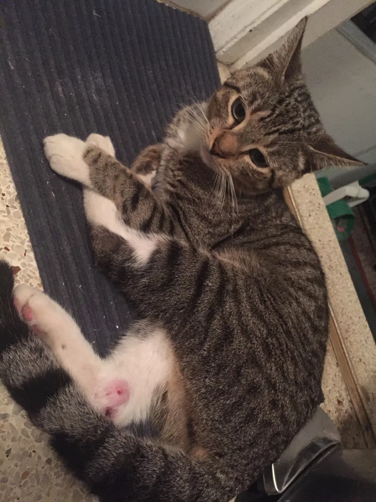 Lost cat in Hollywood, FL, 33020