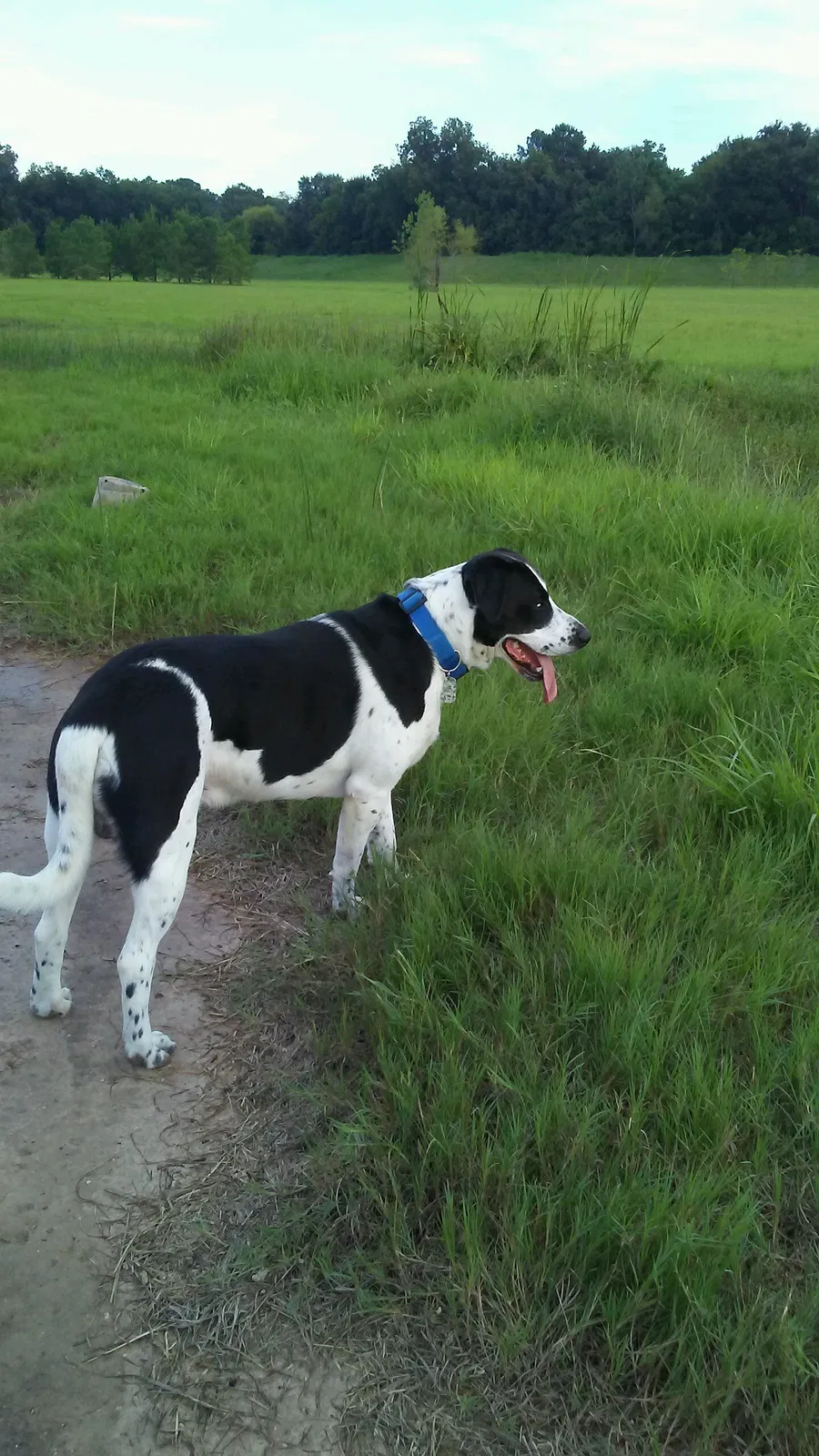 Lost dog in Houston, TX, 77040