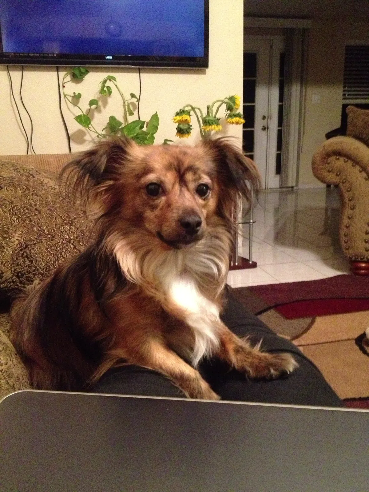 Lost dog in Ceres, CA, 95307