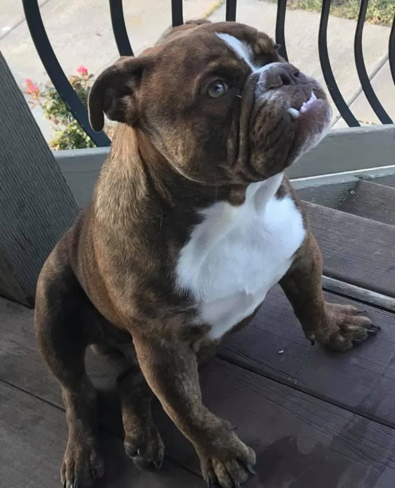 Lost dog in Bedford, TX, 76021
