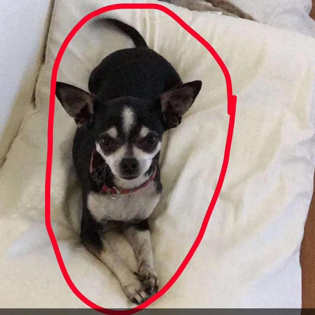 Lost dog in Davenport, FL, 33837
