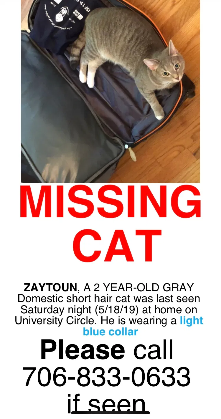 Lost cat in Athens, GA, 30605