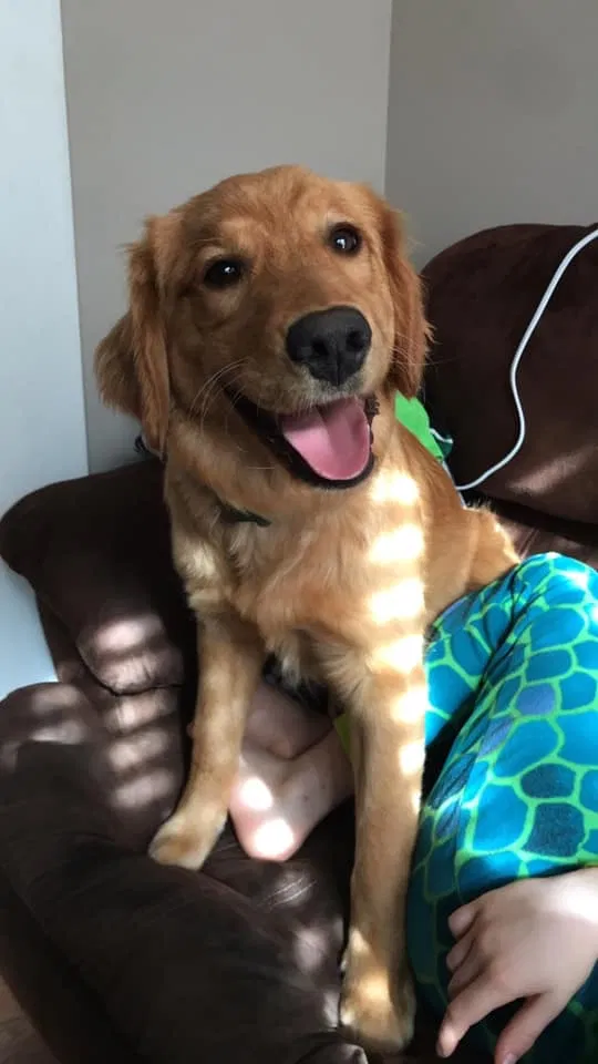 Lost dog in Trussville, AL, 35173