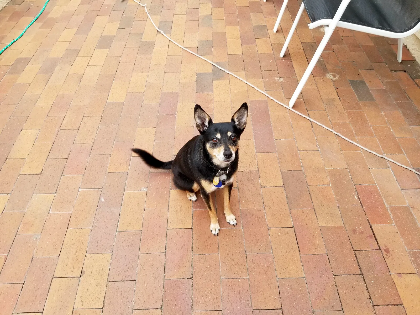 Lost dog in Monument, CO, 80132