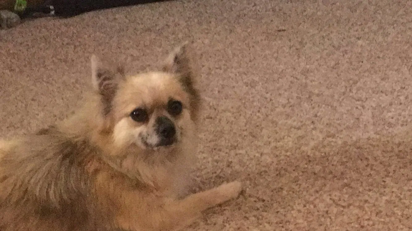 Lost dog in Oklahoma City, OK, 73160