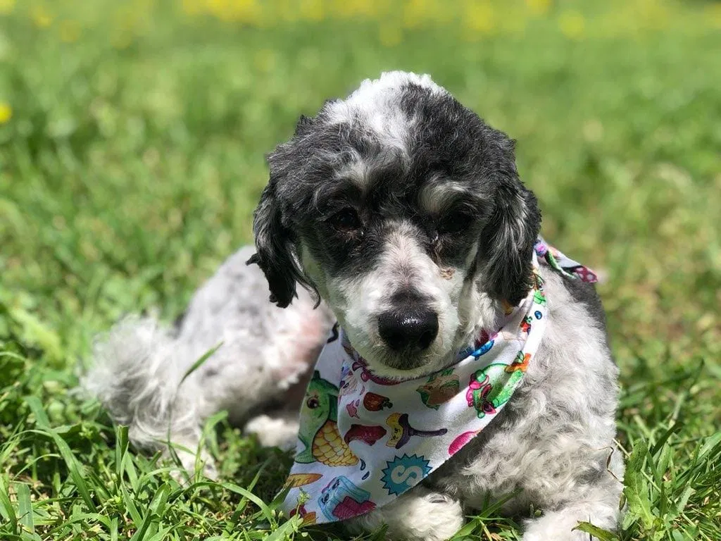 Lost dog in Killeen, TX, 76549