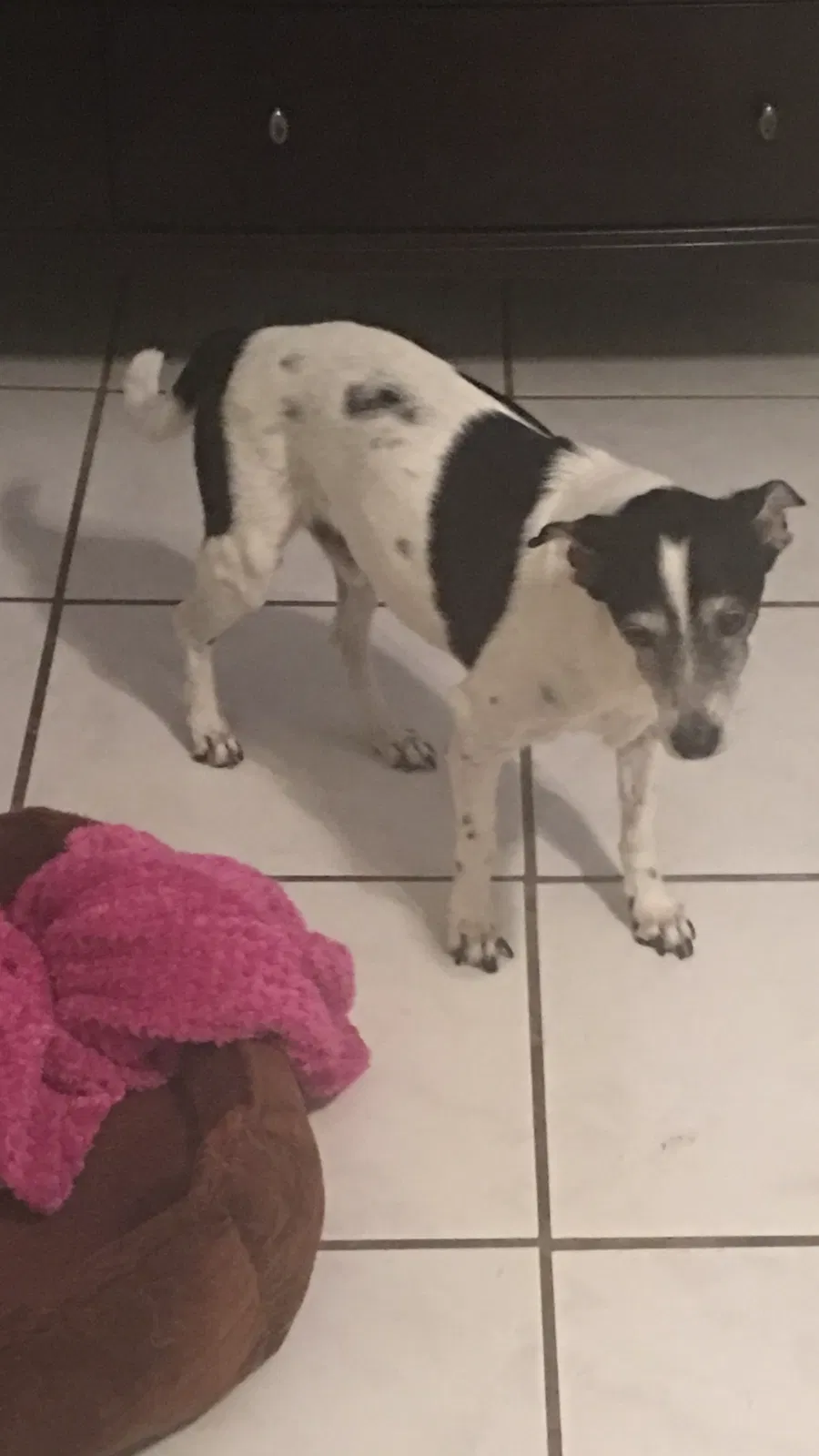 Lost dog in Hialeah, FL, 33012