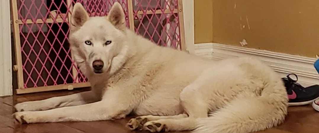 Lost dog in Oklahoma City, OK, 73107