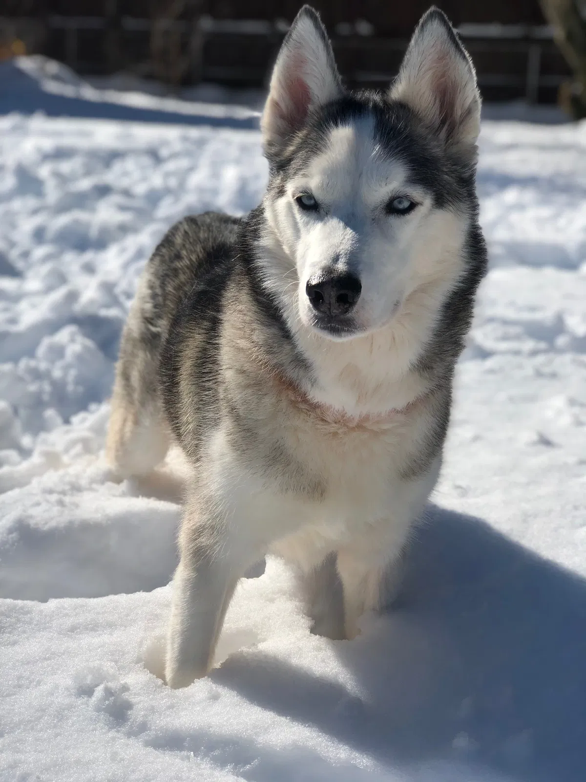 Lost dog in Mount Carmel, TN, 37645