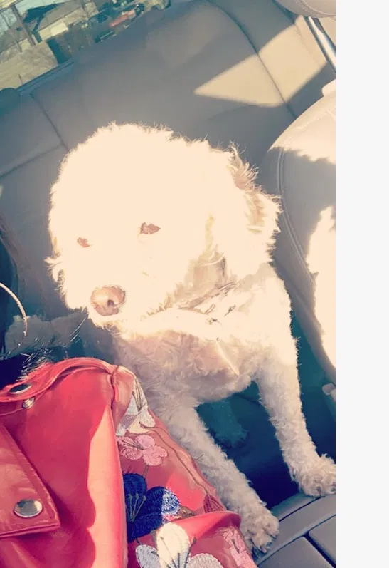 Lost dog in Lafayette, IN, 47909