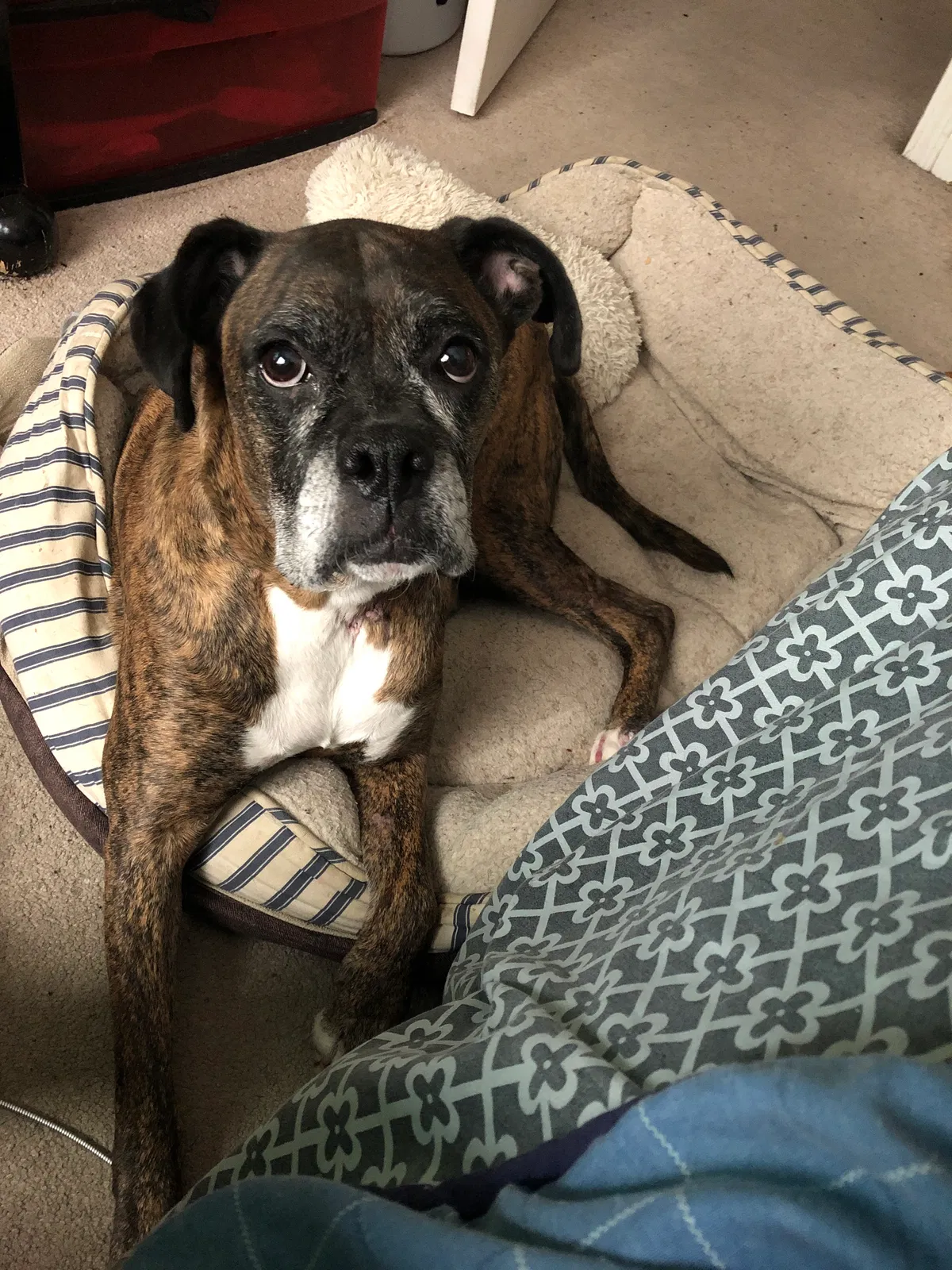 Lost dog in Dalton, GA, 30721