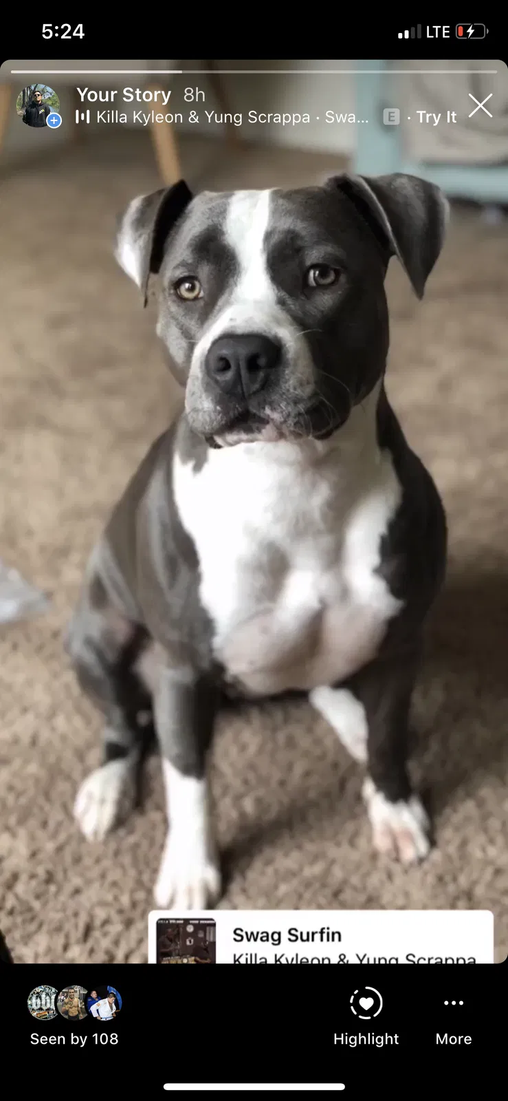 Lost dog in Modesto, CA, 95358