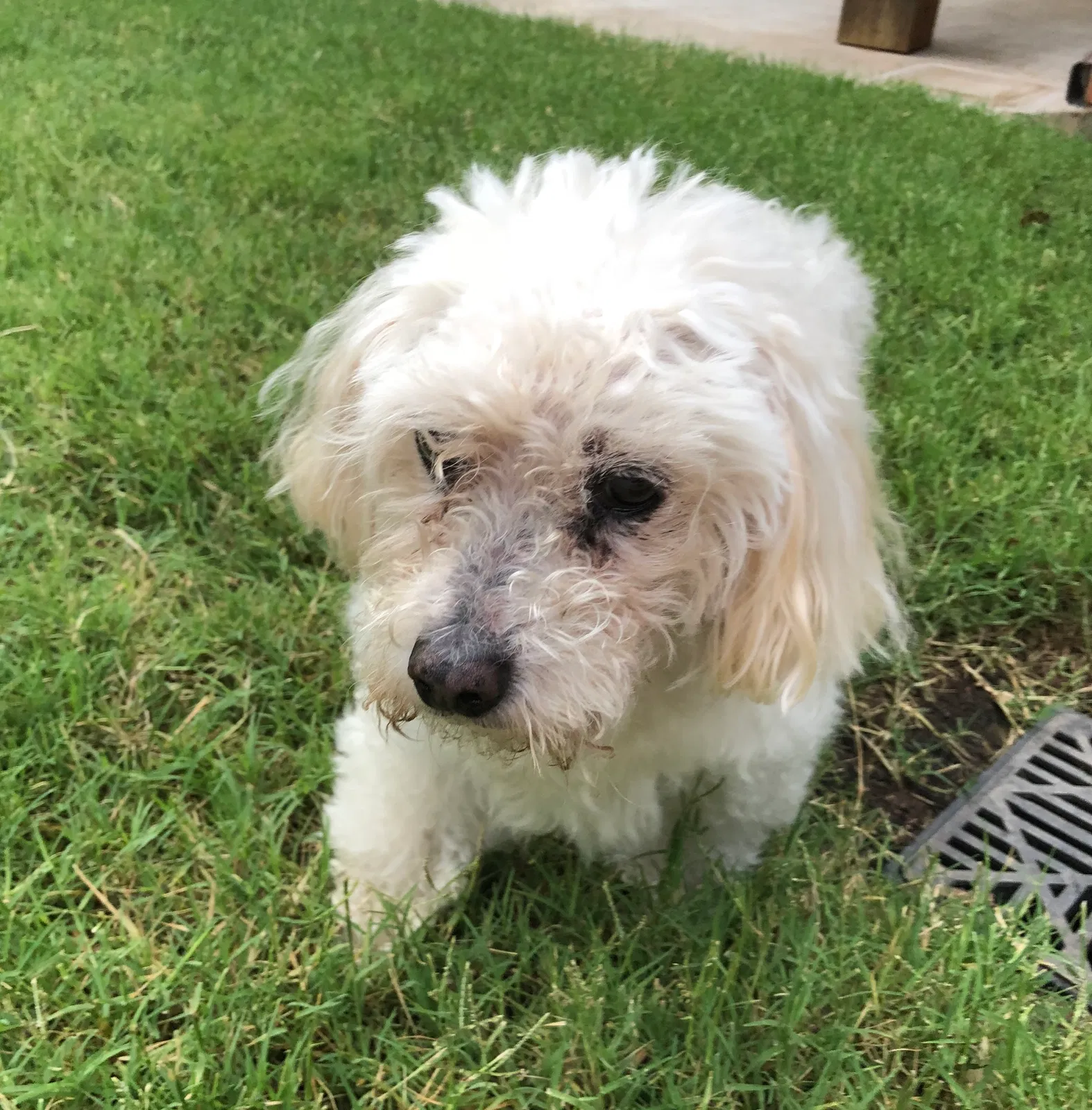 Lost dog in Arcadia, OK, 73007