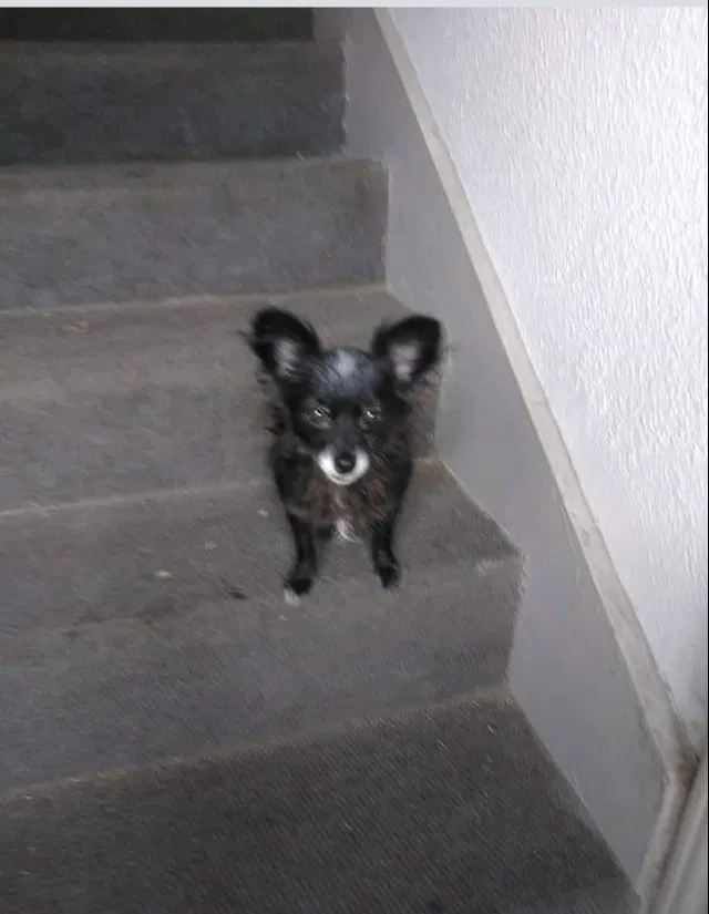 Lost dog in Pasadena, TX, 77503