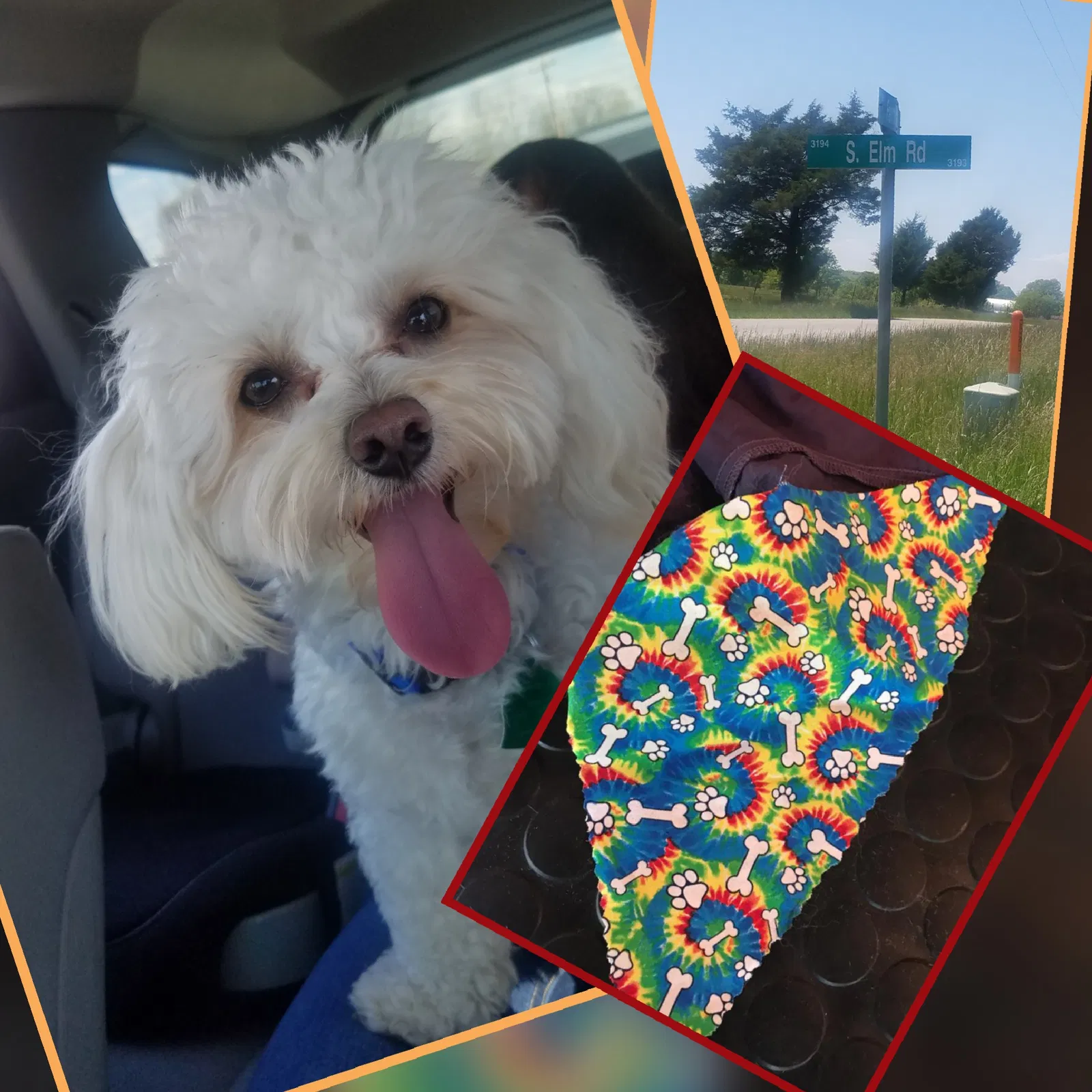 Lost dog in Marshfield, MO, 65706