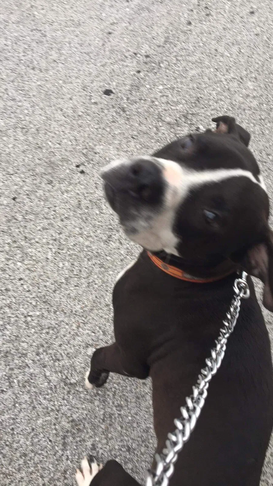 Lost dog in Joplin, MO, 64801