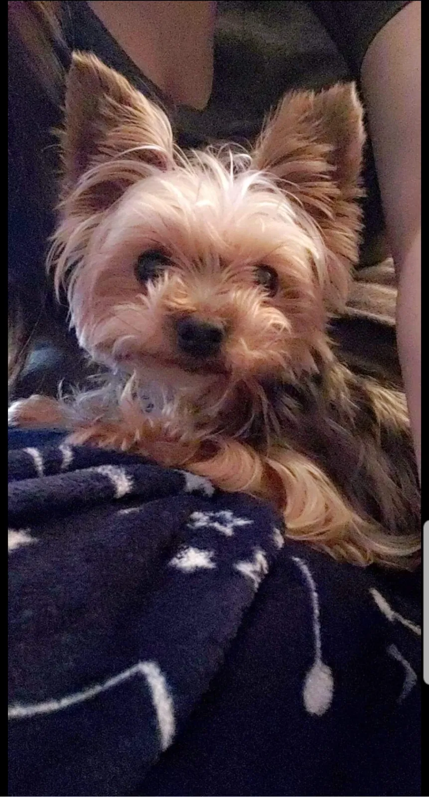 Lost dog in Hampton, VA, 23669