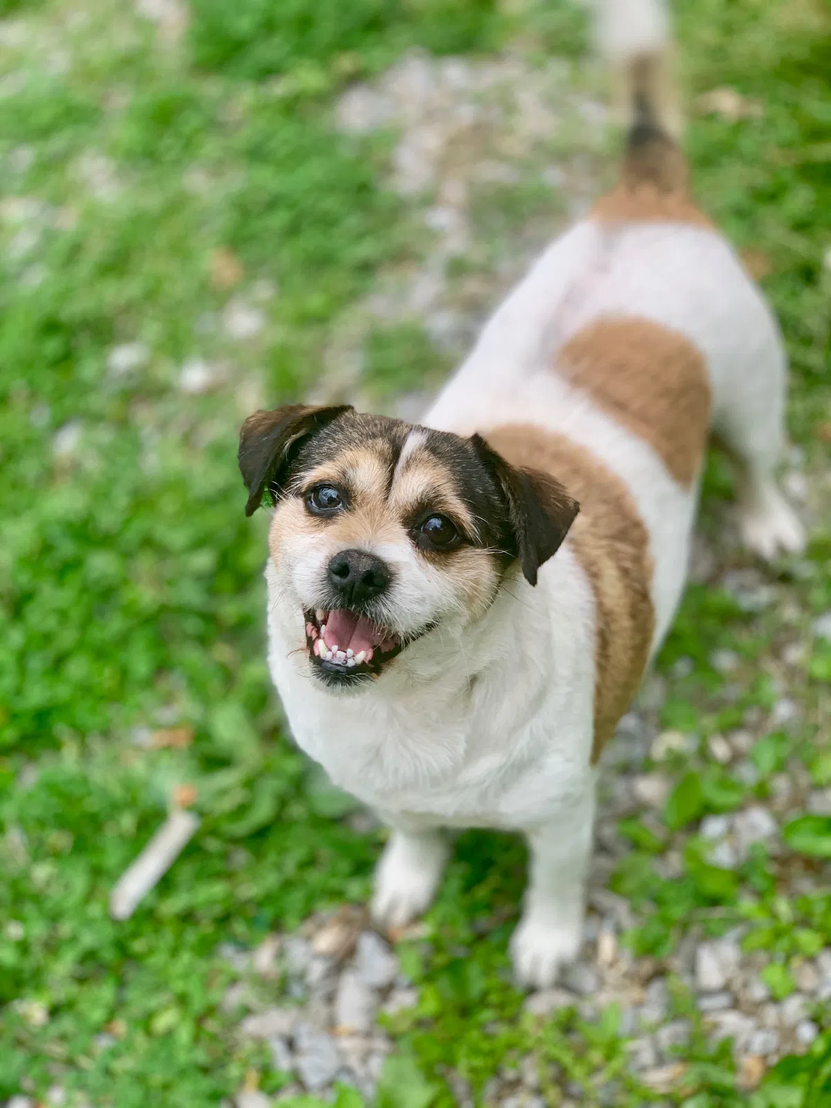 Lost dog in Knoxville, TN, 37916