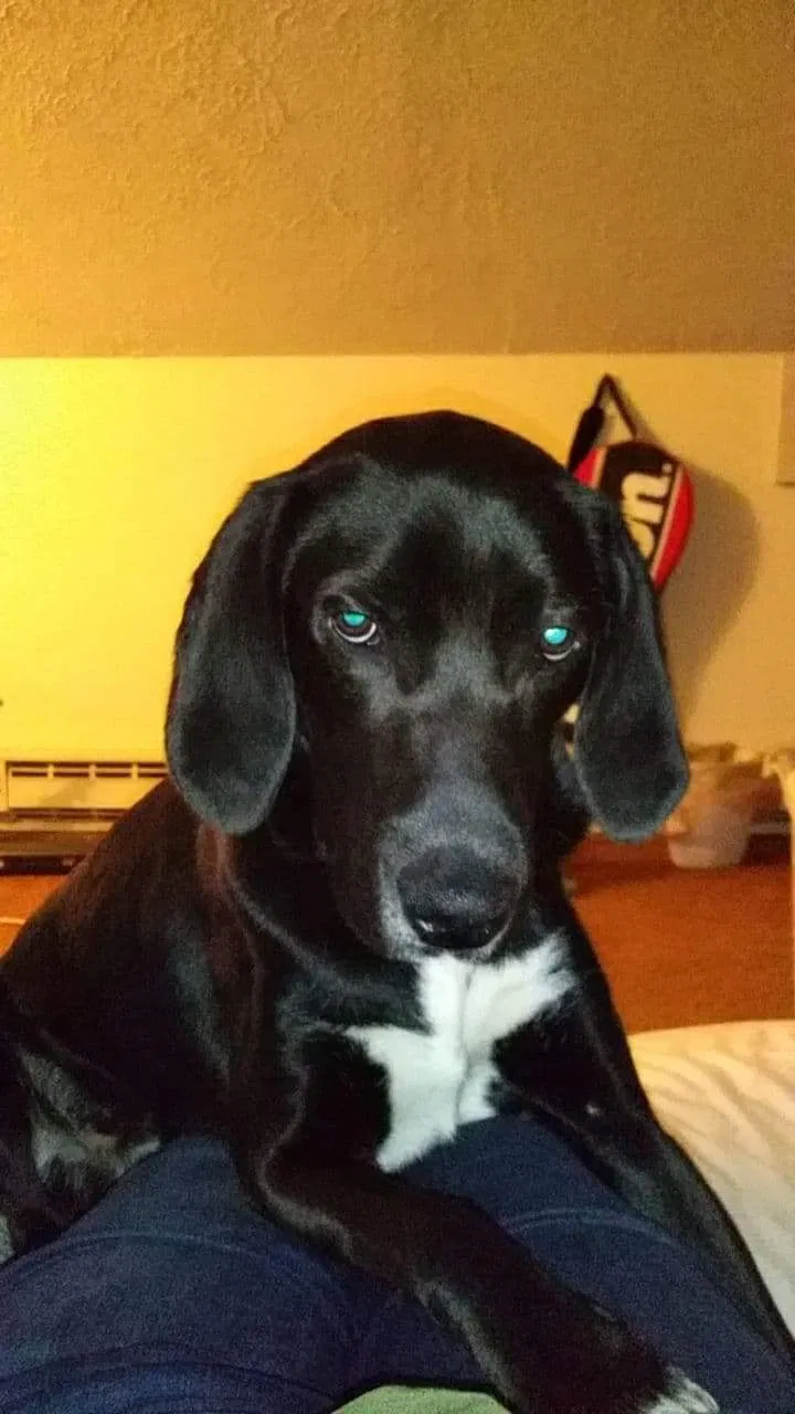 Lost dog in Newark, NY, 14513