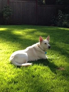 Lost dog in Oak Park, IL, 60302