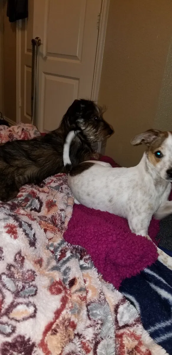 Lost dog in Dallas, TX, 75253