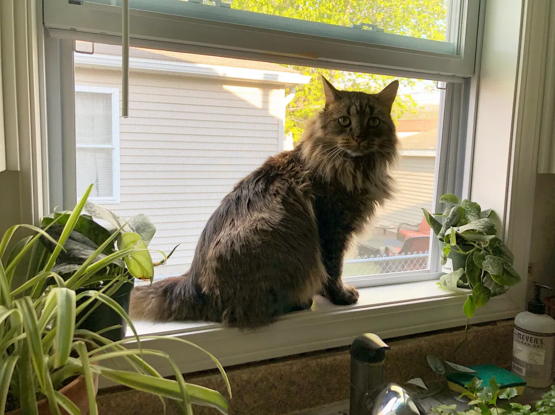 Lost cat in Hopkins, MN, 55343
