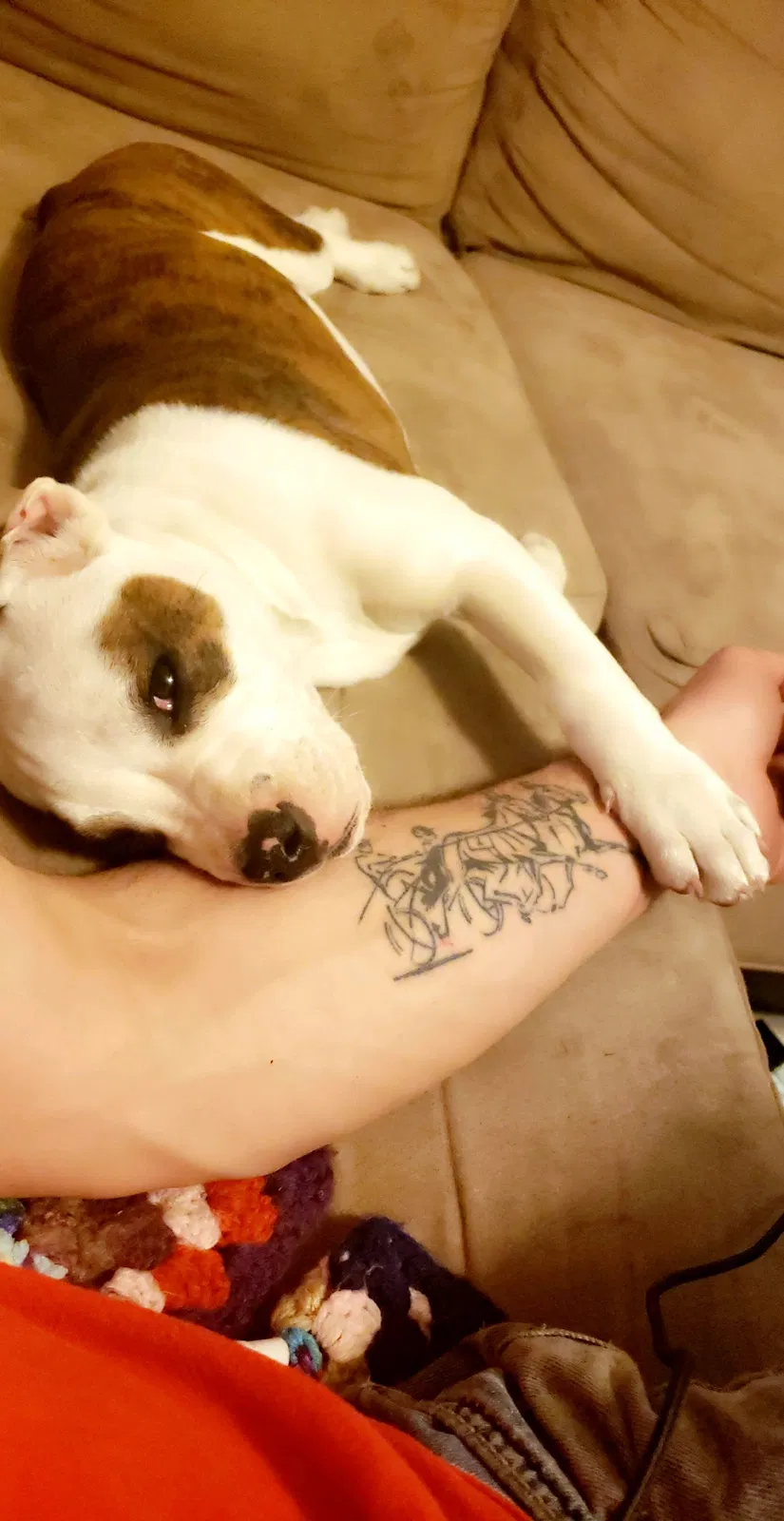Lost dog in Streetsboro, OH, 44241