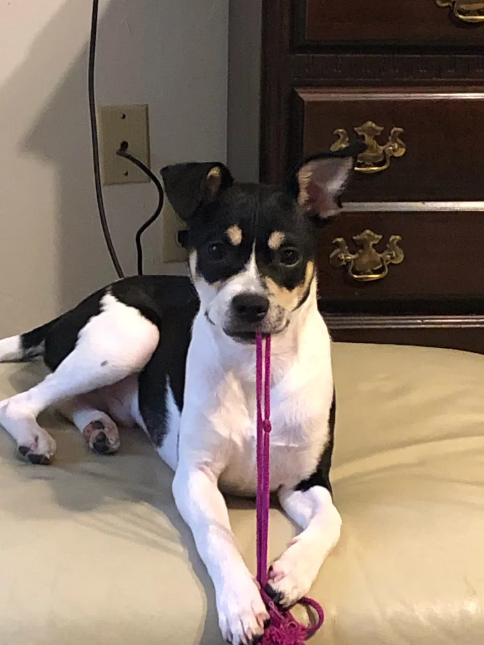 Lost dog in Tulsa, OK, 74107