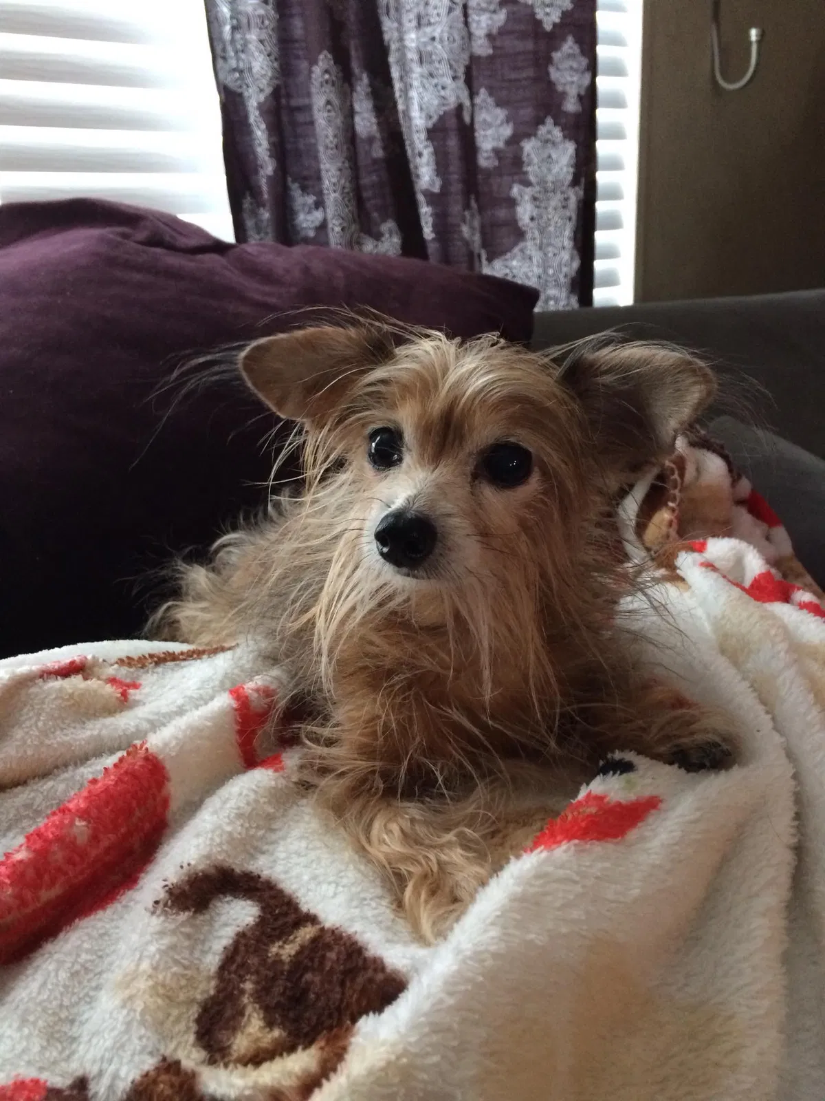 Lost dog in Clarksville, TN, 37040
