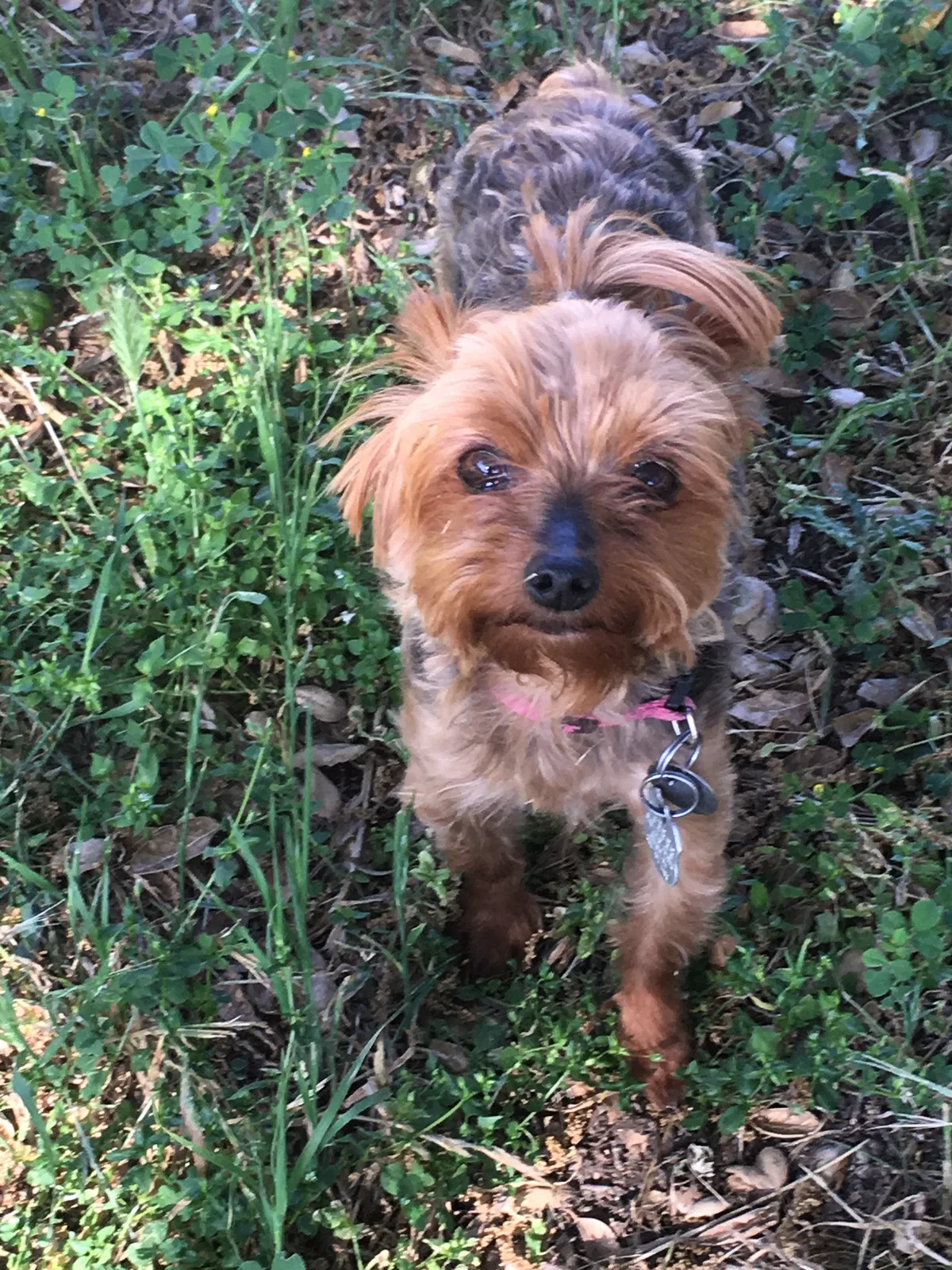 Lost dog in Morro Bay, CA, 93443
