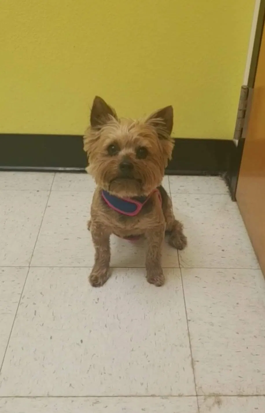 Lost dog in Oklahoma City, OK, 73107