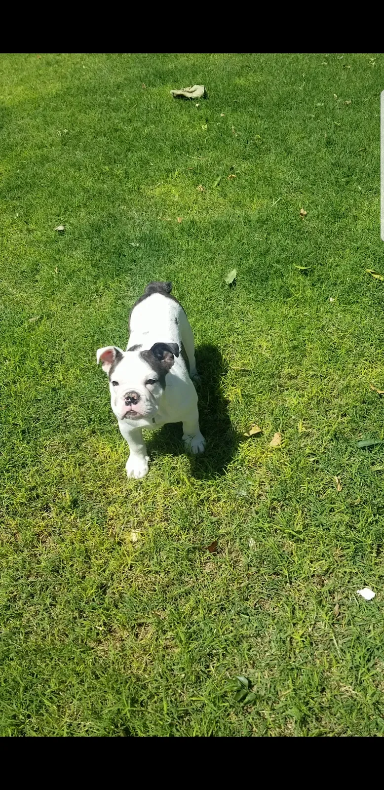 Lost dog in Laredo, TX, 78046