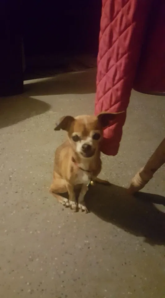 Lost dog in Palm Bay, FL, 32907